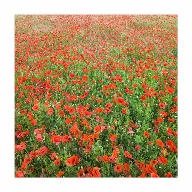 tapetes vermelhos Poppy Field