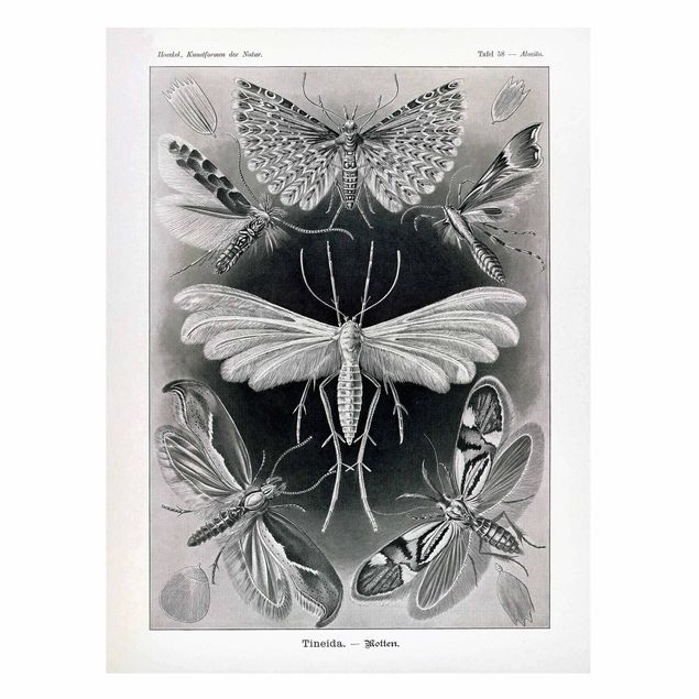quadro de borboletas Vintage Board Moths And Butterflies