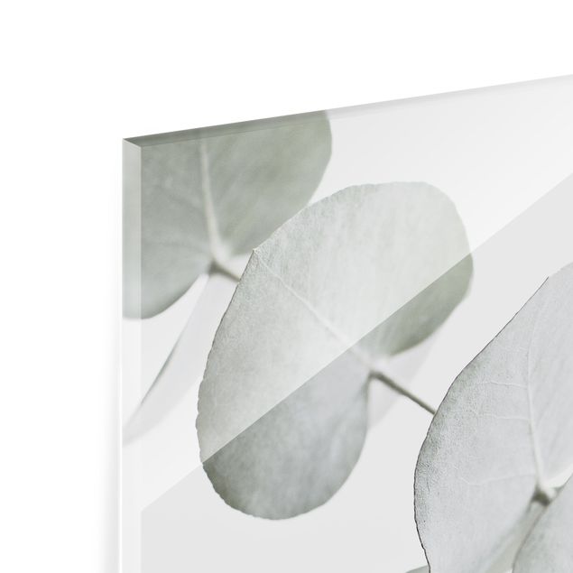 Painel anti-salpicos de cozinha Eucalyptus Branch In White Light