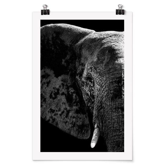 Posters animais African Elephant black and white