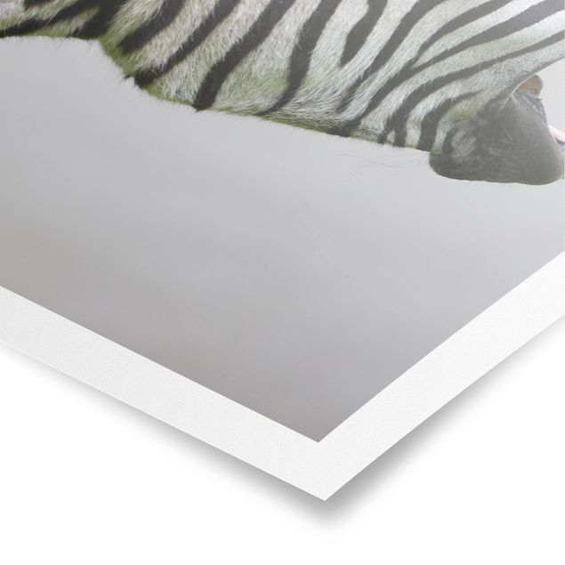 quadros decorativos para sala modernos Roaring Zebra