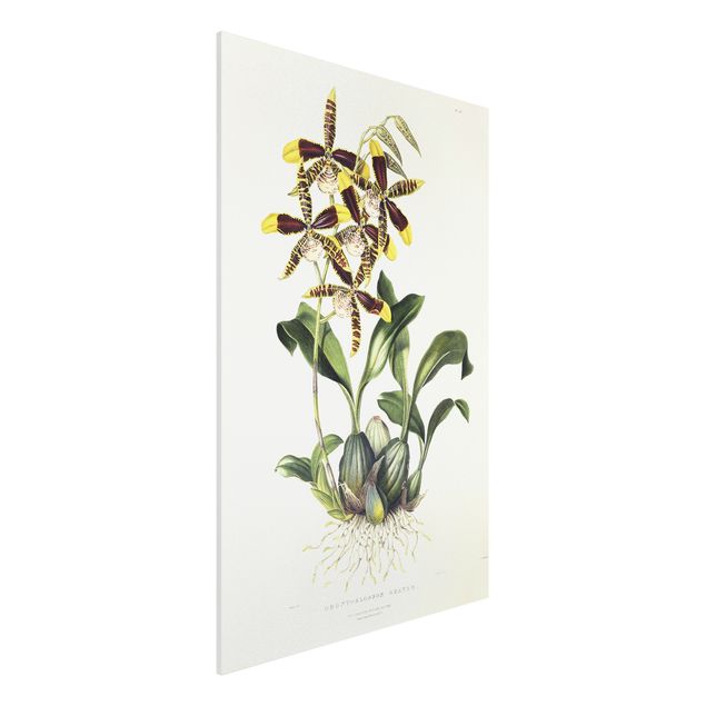 Quadros orquídeas Maxim Gauci - Orchid II