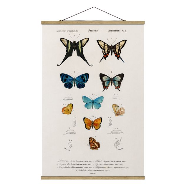 Quadros vintage Vintage Board Butterflies I
