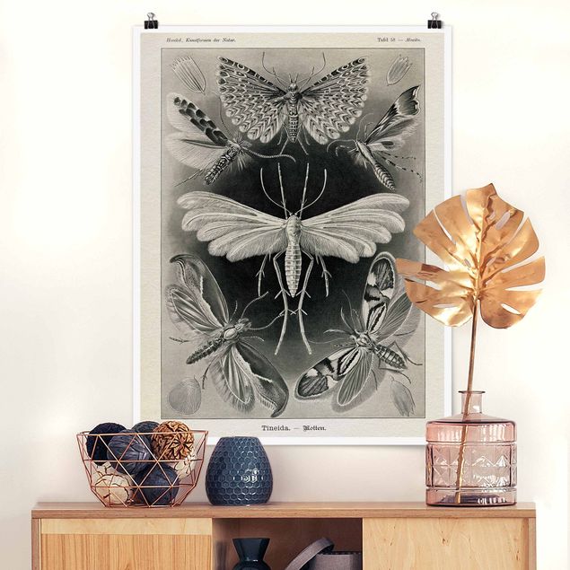 decoraçao cozinha Vintage Board Moths And Butterflies