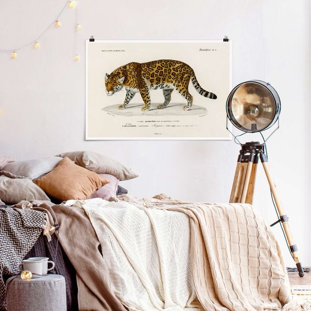 quadros com gatos Vintage Board Jaguar