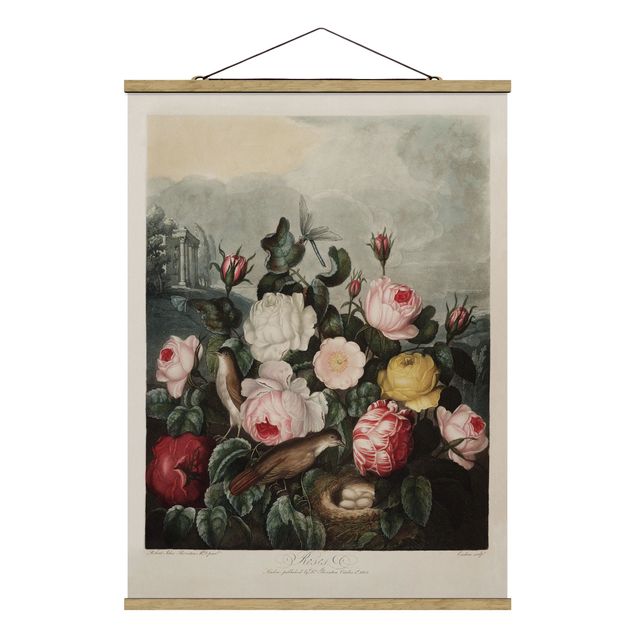 quadro de amor Botany Vintage Illustration Of Roses