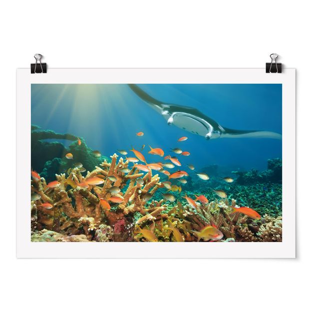 Posters animais Coral reef