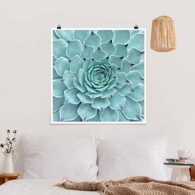 Posters flores Cactus Agave