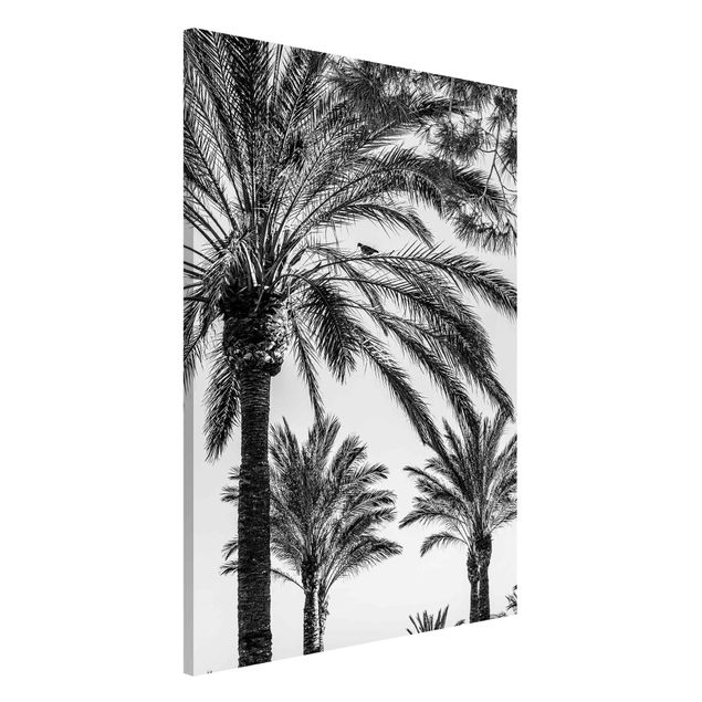 decoraçoes cozinha Palm Trees At Sunset Black And White