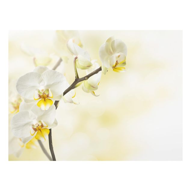 Painel anti-salpicos de cozinha orchid branch