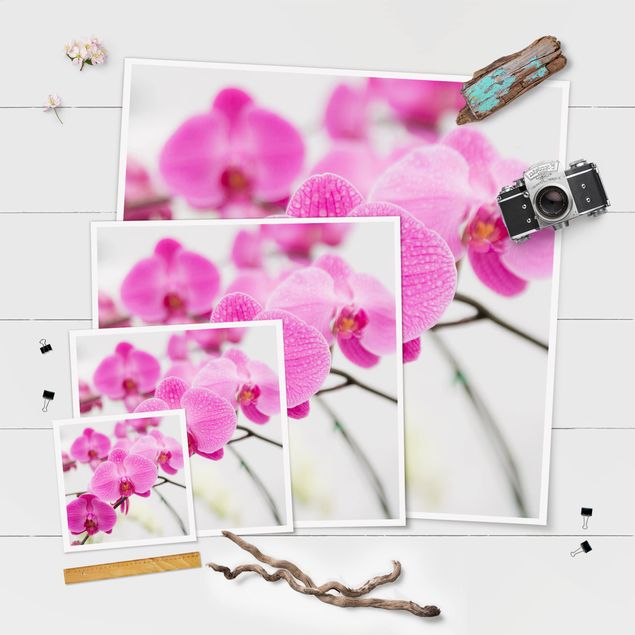 poster decoração Close-Up Orchid