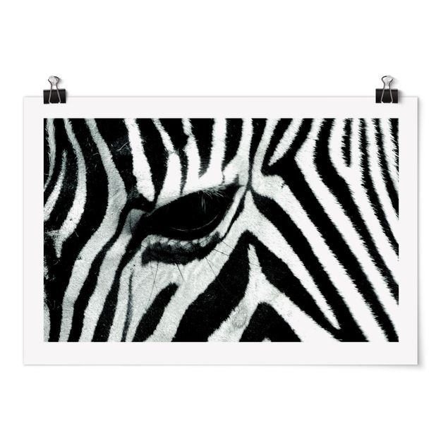 Posters animais Zebra Crossing