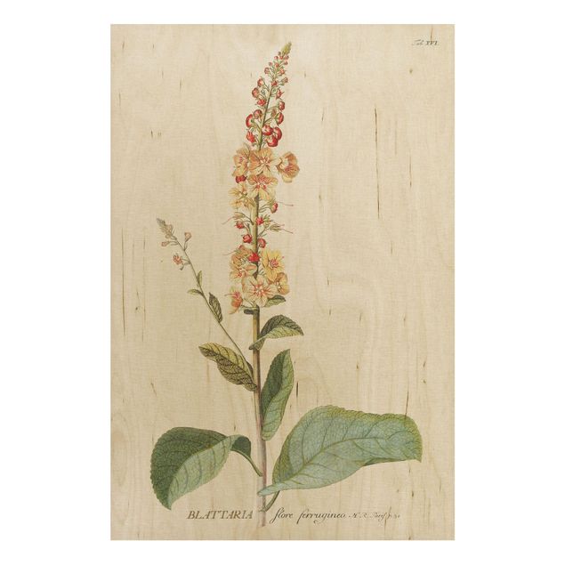 Quadros em madeira flores Vintage Botanical Illustration Mullein