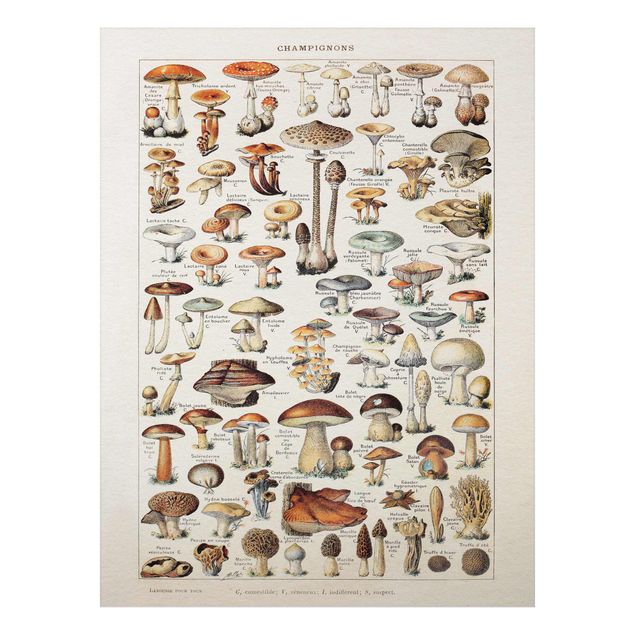 Quadros florais Vintage Board Mushrooms