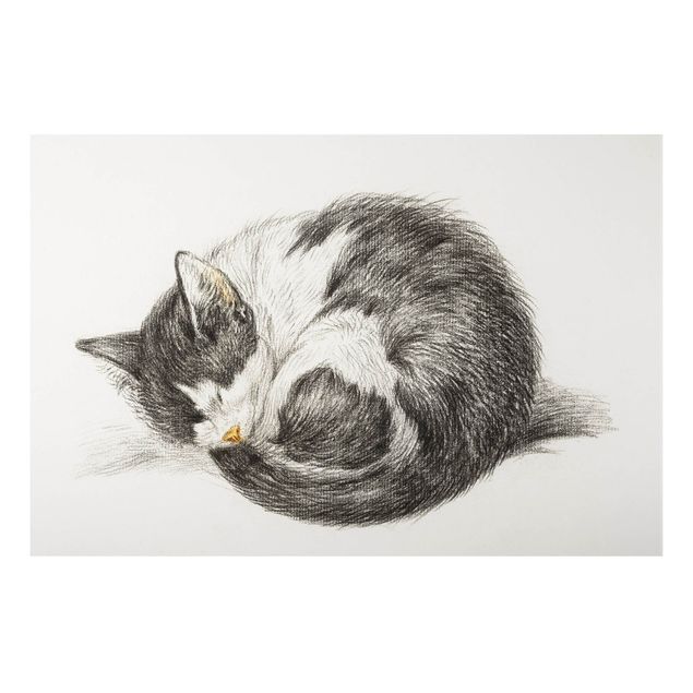 Quadros gatos Vintage Drawing Cat II