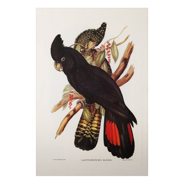 Quadros florais Vintage Illustration Black Cockatoo Black Gold