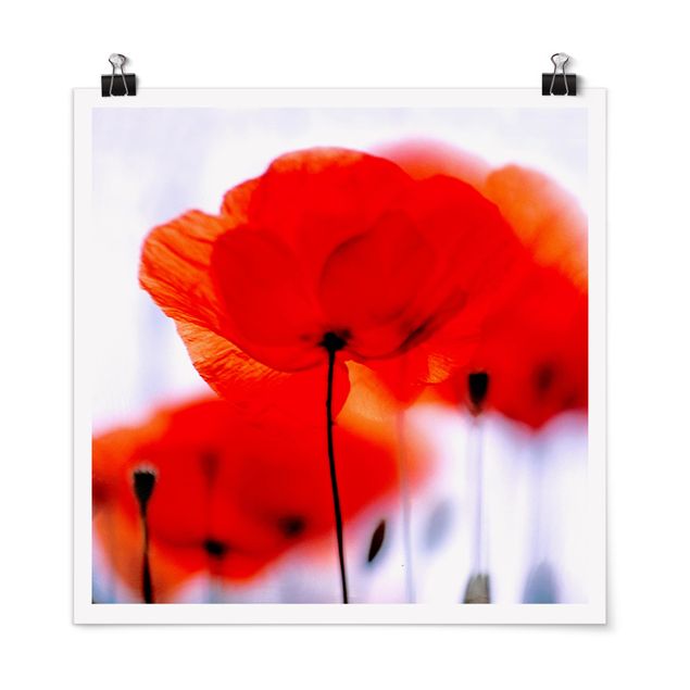 Posters flores Magic Poppies