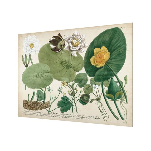 Painel anti-salpicos de cozinha Vintage Illustration White Water-Lily
