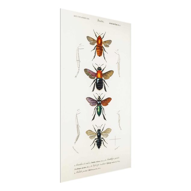 Quadros vintage Vintage Board Insects