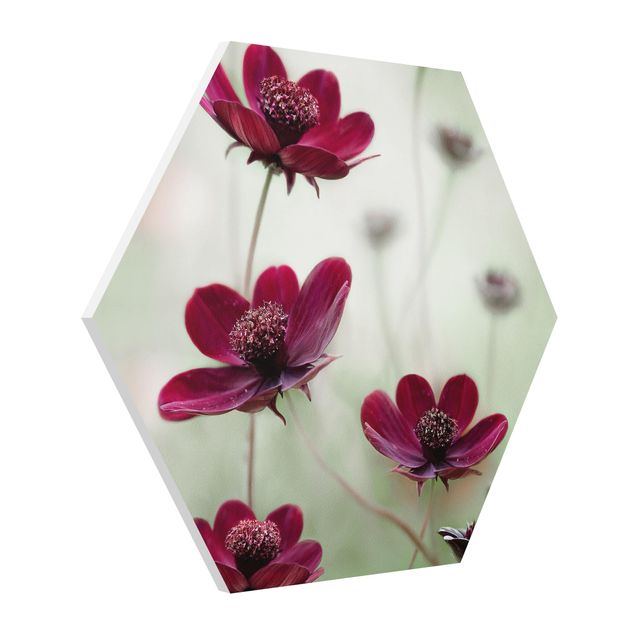 quadros modernos para quarto de casal Pink Cosmos Flower