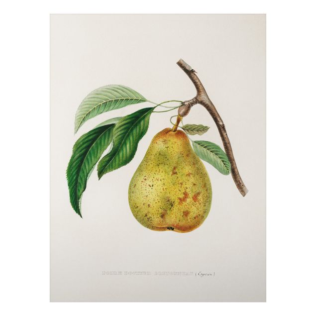 Quadros frutas Botany Vintage Illustration Yellow Pear