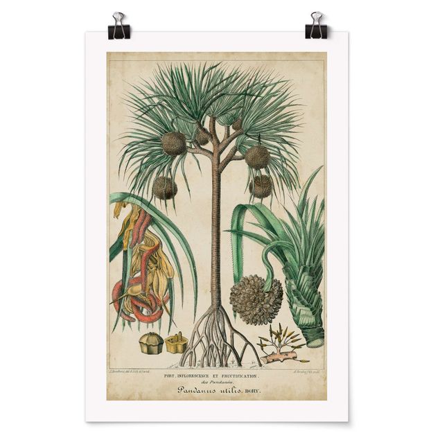 Quadros florais Vintage Board Exotic Palms I