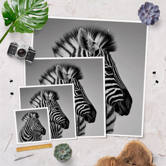 quadros para parede Zebra Baby Portrait II