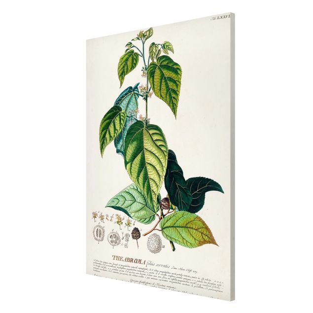 Quadros florais Vintage Botanical Illustration Cocoa