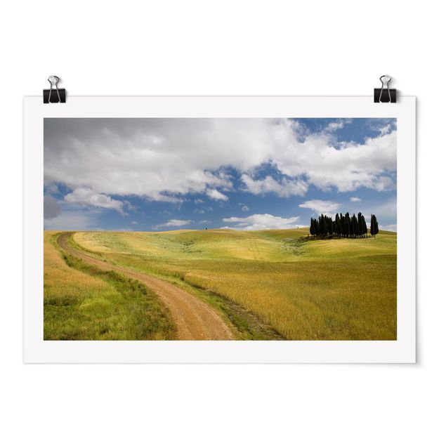Posters paisagens Cypresses In Tuscany