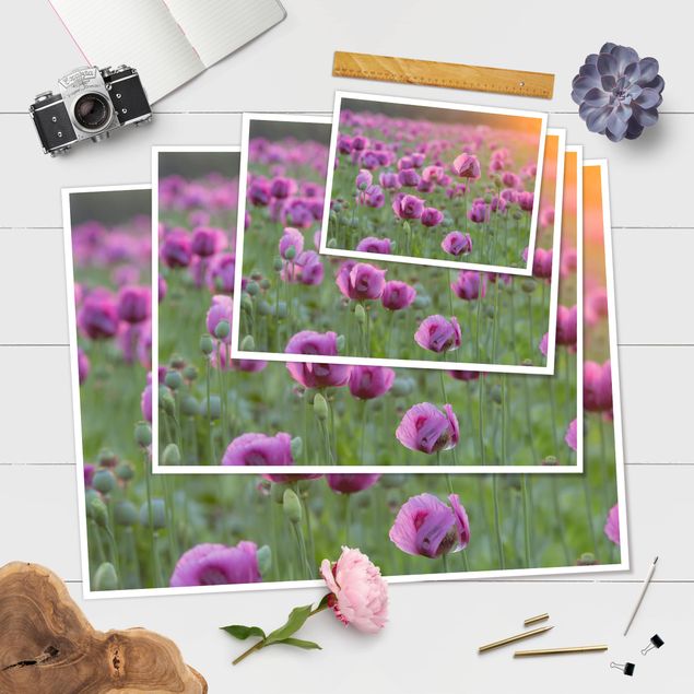 Quadros decorativos Purple Poppy Flower Meadow In Spring
