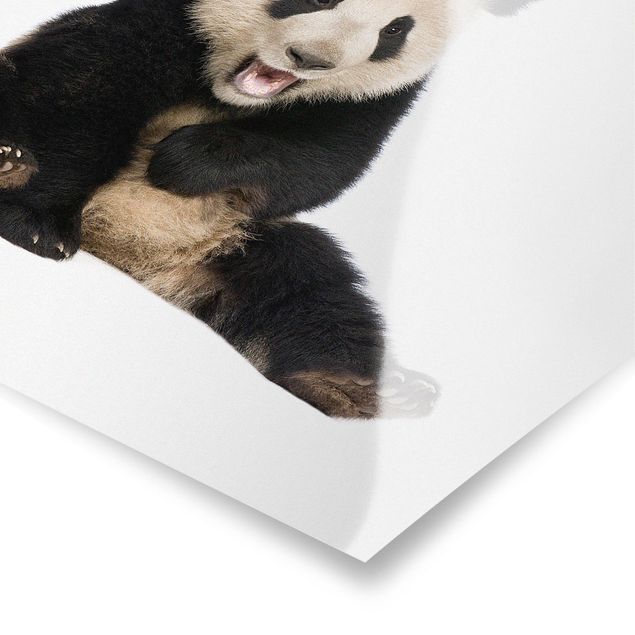 quadro animal Laughing Panda