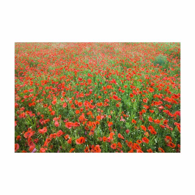 tapetes vermelhos Poppy Field