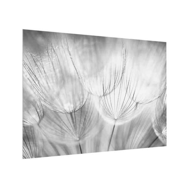 painéis antisalpicos Dandelions Macro Shot In Black And White