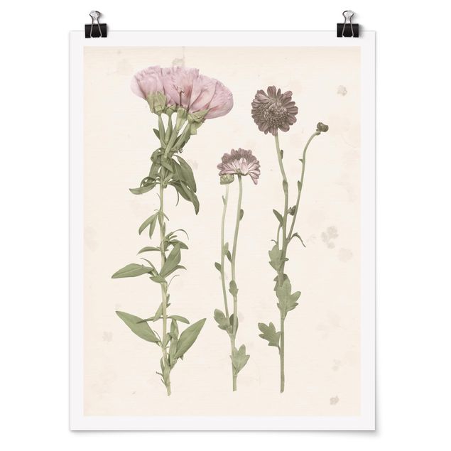 quadros de flores Herbarium In Pink III