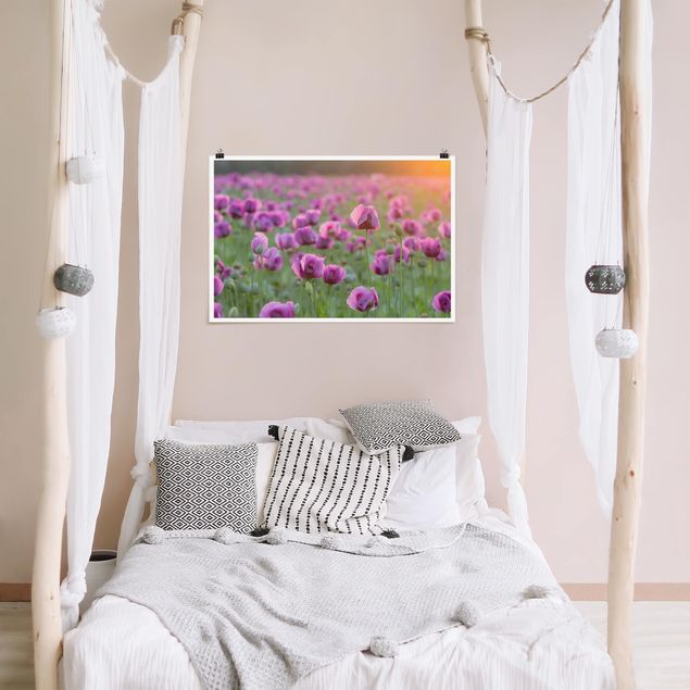 Posters flores Purple Poppy Flower Meadow In Spring
