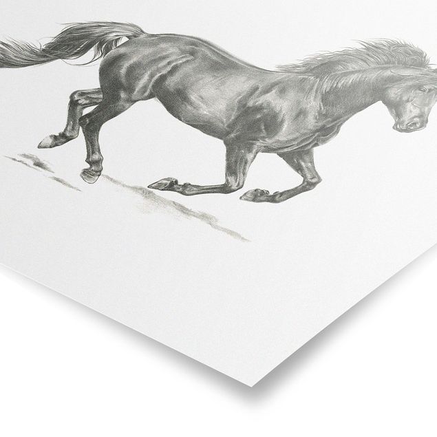 Posters animais Wild Horse Trial - Stallion