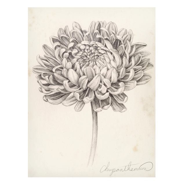 Quadros magnéticos flores Botanical Study Chrysanthemum II