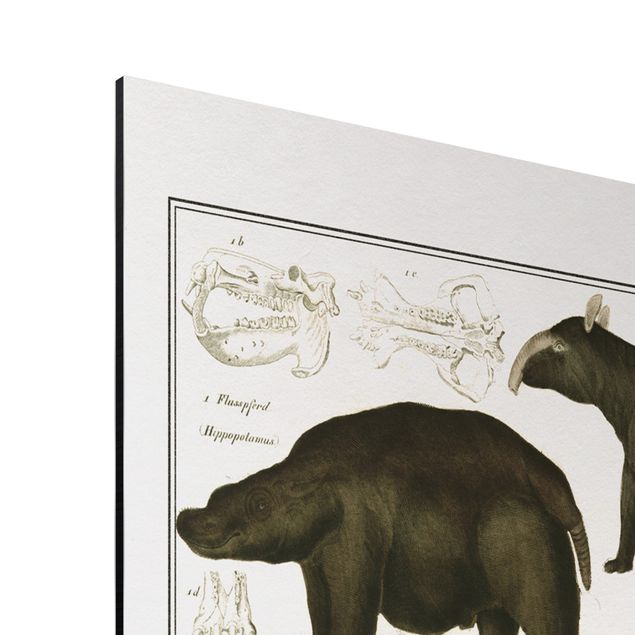 quadro da natureza Vintage Board Elephant, Zebra And Rhino