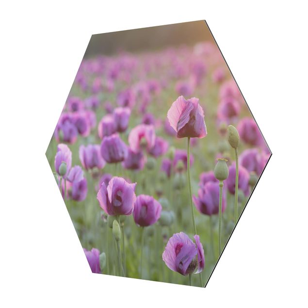 Quadros em lilás Purple Poppy Flower Meadow In Spring