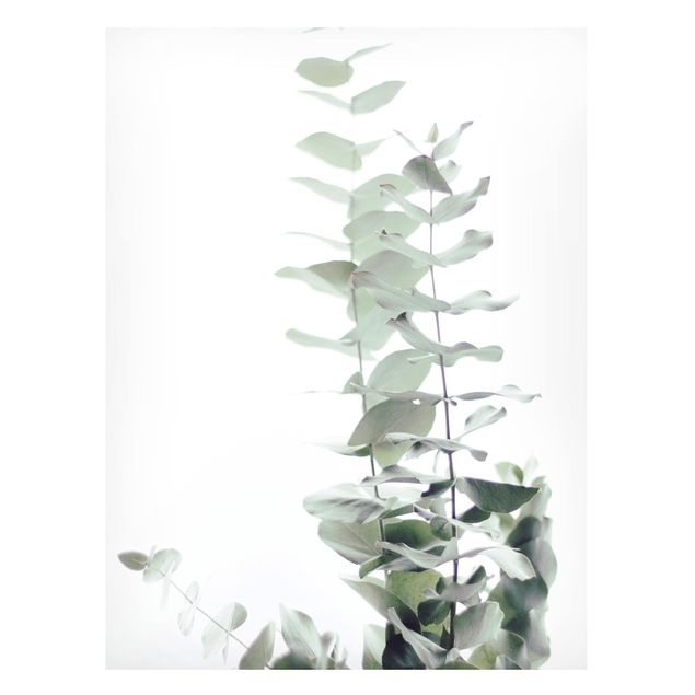 Quadros magnéticos flores Eucalyptus In White Light