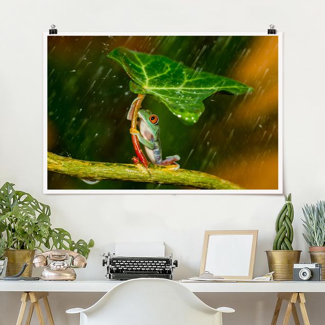 decoraçao para parede de cozinha Frog In The Rain