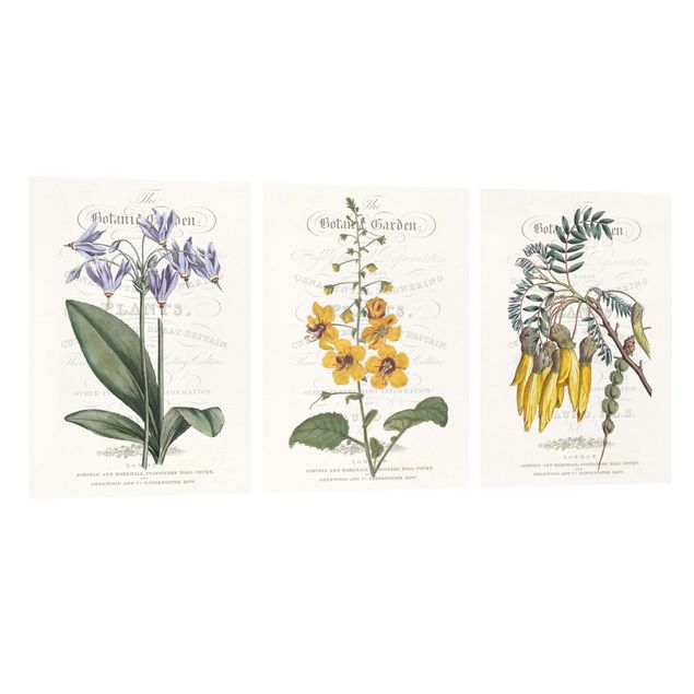 quadros de flores Botanical Tableau Set I