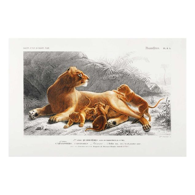 Quadros em vidro animais Vintage Board Lioness And Lion Cubs