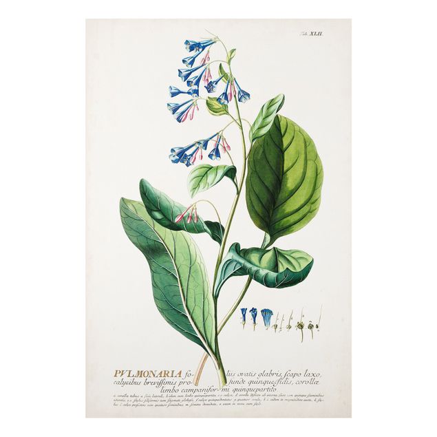 Quadros temperos Vintage Botanical Illustration Lungwort