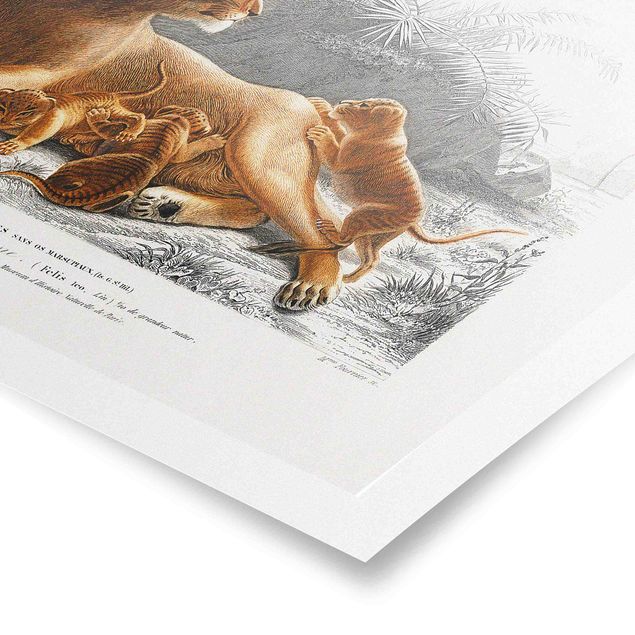 Posters animais Vintage Board Lioness And Lion Cubs