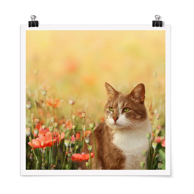 quadros com gatos Cat In A Field Of Poppies