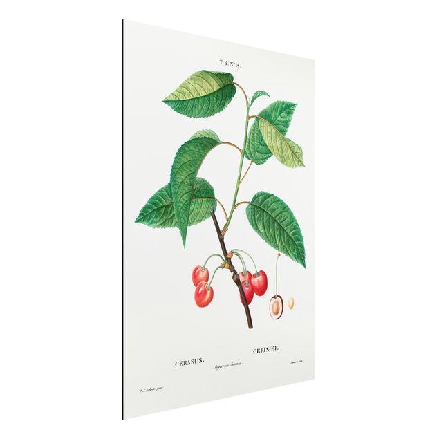 decoraçoes cozinha Botany Vintage Illustration Red Cherries