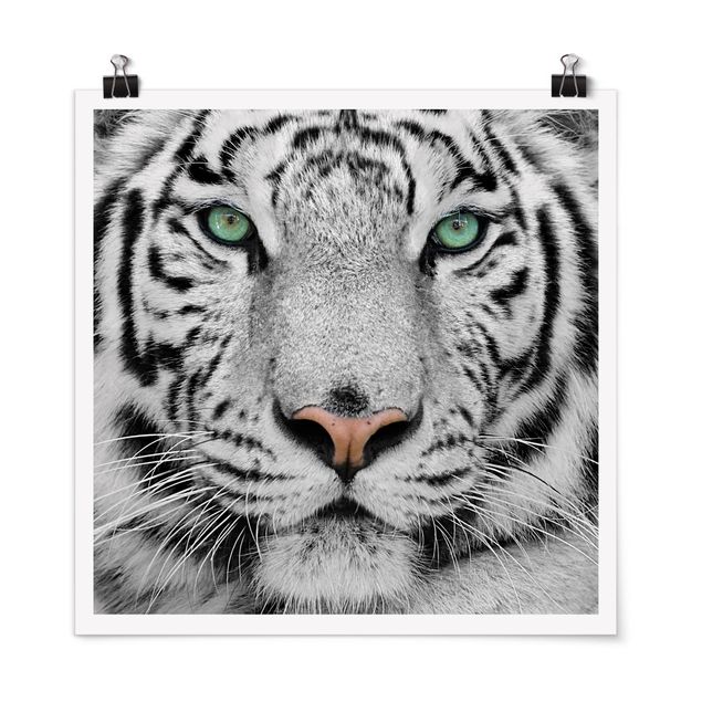 Posters em preto e branco White Tiger