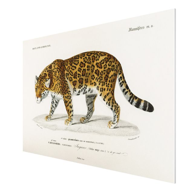 Quadros tigres Vintage Board Jaguar