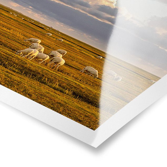 Posters paisagens North Sea Lighthouse With Flock Of Sheep